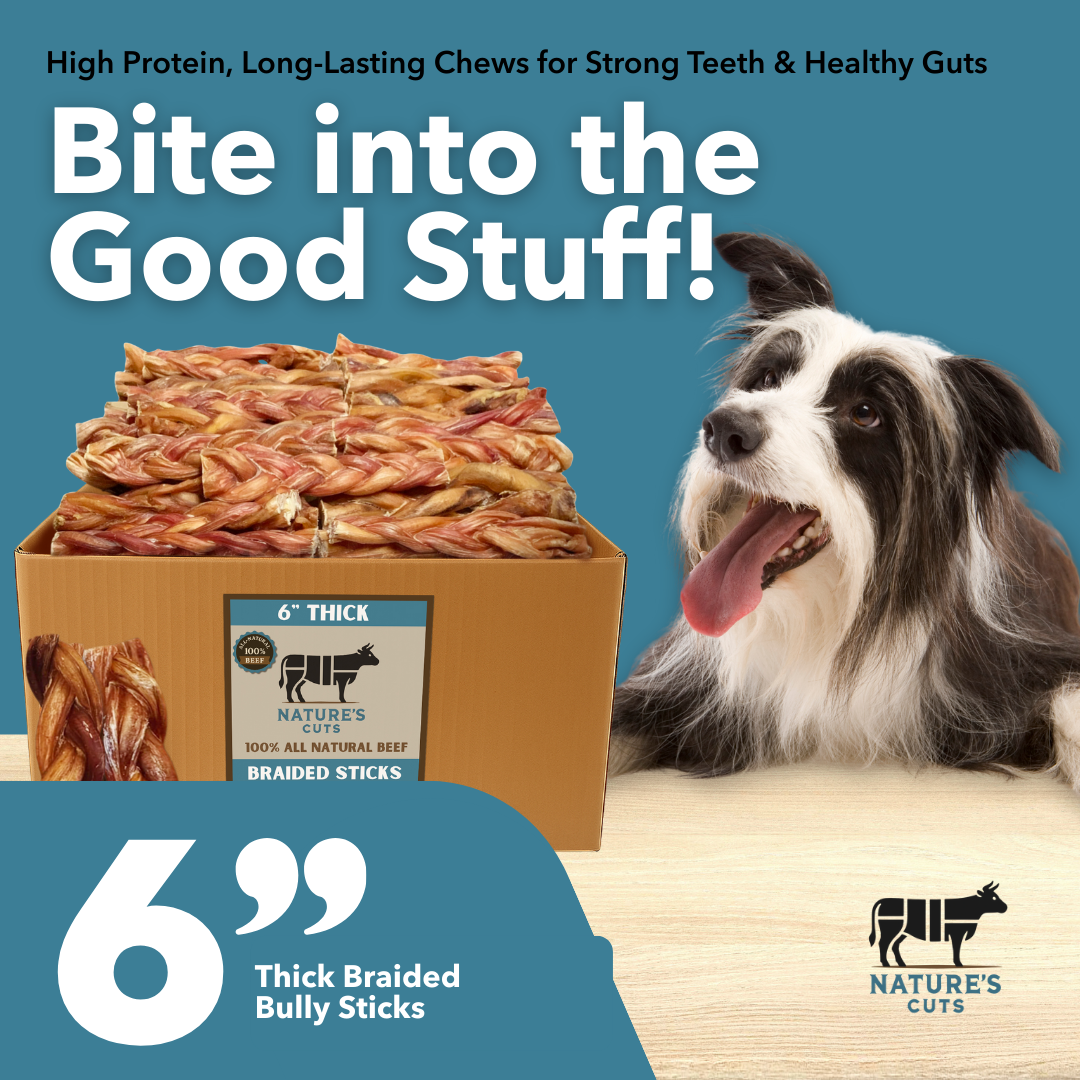 6" Thick Braided Bully Sticks
